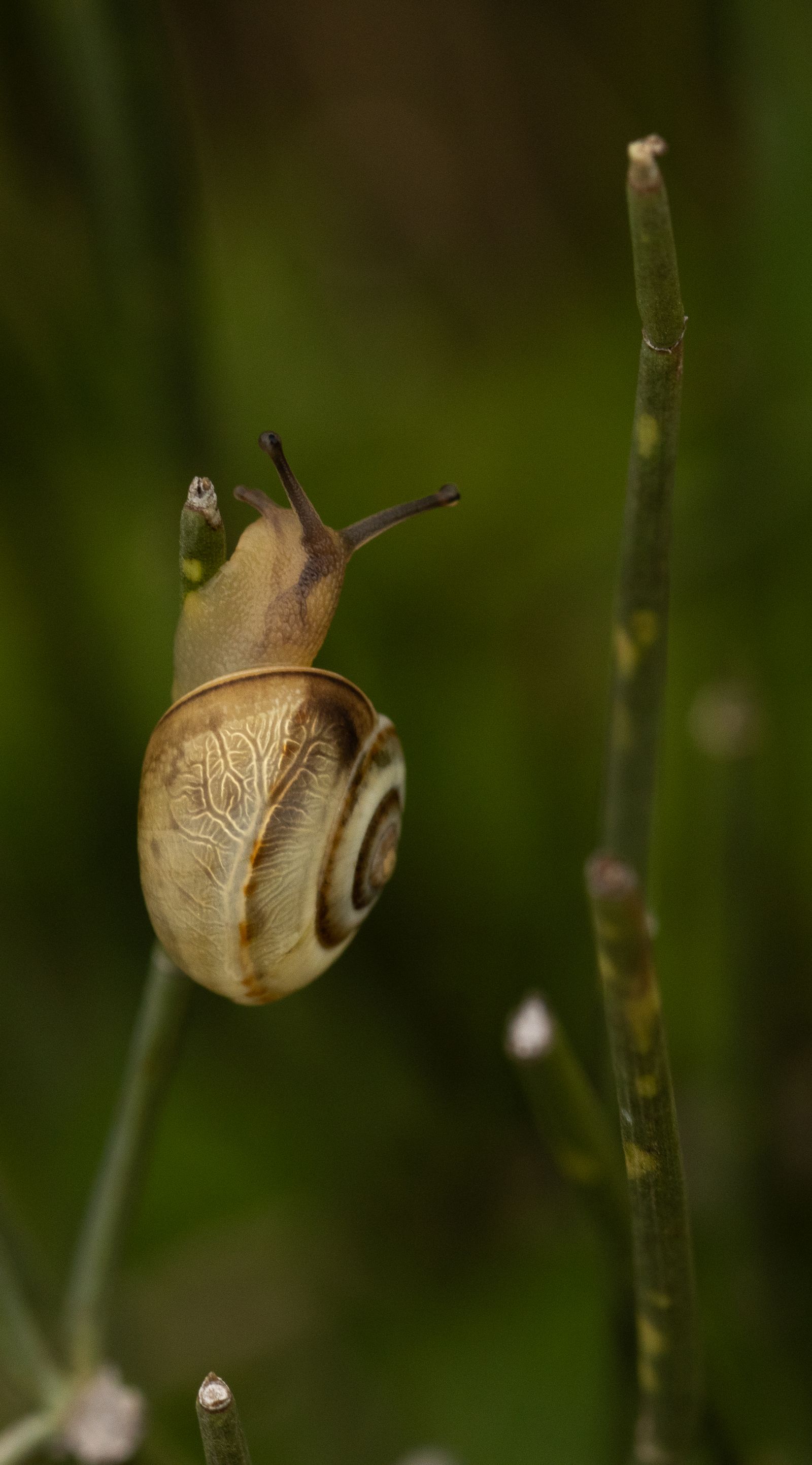 Caracol africano gigante en primer plano, plaga de alto impacto sanitario