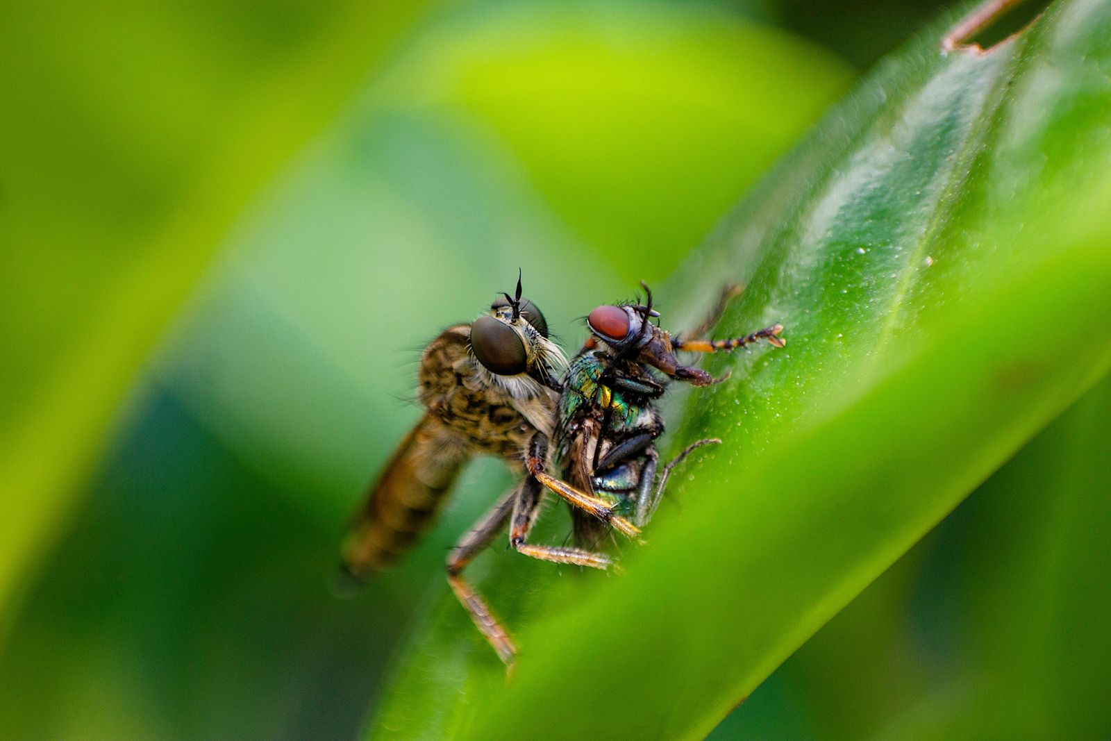 Mosca en primer plano, la plaga que ataca este servicio