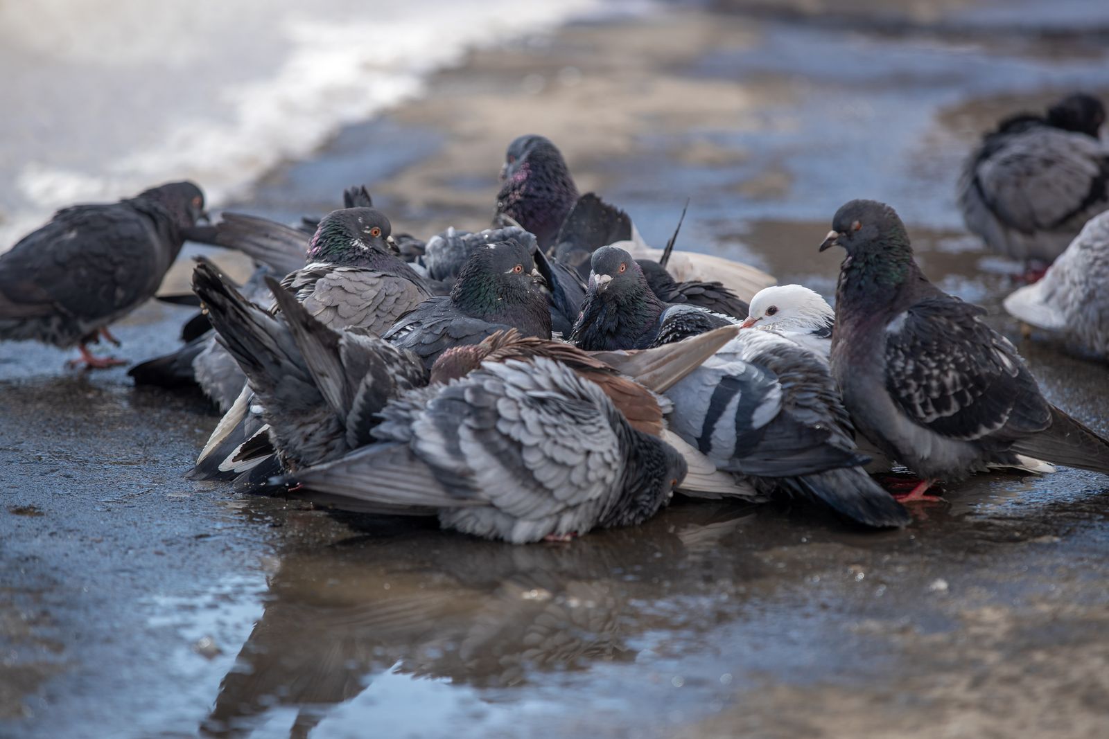 Grupo de palomas, la plaga urbana mas comun que trata este servicio
