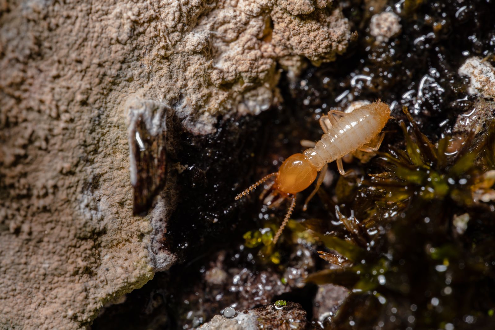 Termita en primer plano, el insecto xilofago que trata este servicio