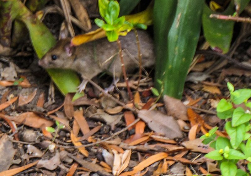 Rata parda entre la vegetacion, plaga de roedores frecuente en zonas urbanas