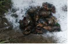 Control Caracol Africano | controlintegralplagas.com