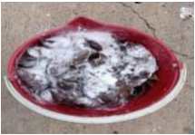 Control Caracol Africano | controlintegralplagas.com