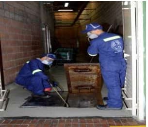 control de Cucaracha Periplaneta America | controlintegralplagas.com