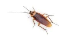control de Cucaracha Periplaneta America | controlintegralplagas.com