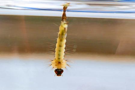 Control zancudo fase de larva | controlintegralplagas.com