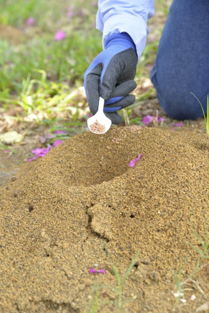 Control de hormiga arriera | controlintegralplagas.com