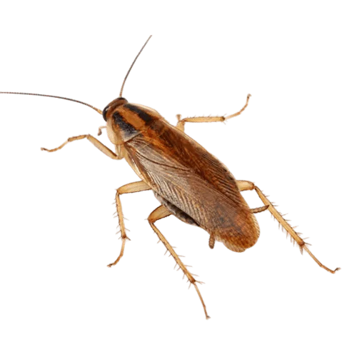 Cucaracha batlella germanica Fumigaciones de plagas | controlintegralplagas.com